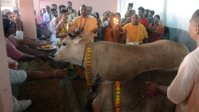 Cows are revered; to that end we said God won’t pardon us assuming dairy cattle are killed: Gujarat High Court