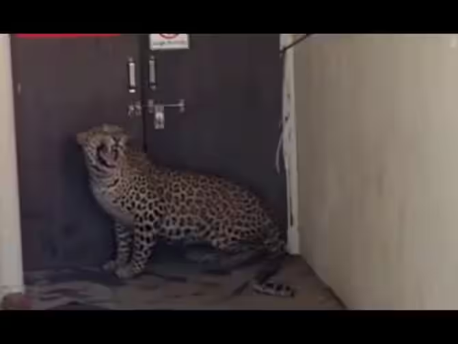 Panic Grips People As Leopard Enters Hospital In Maharashtra’s Nashik: Watch